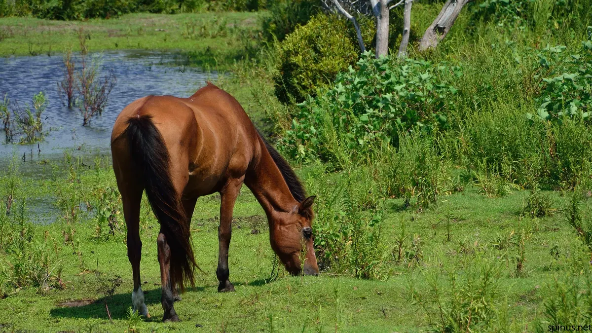 Horse